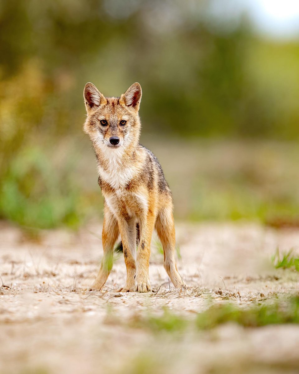 Captivating Canines tweet media