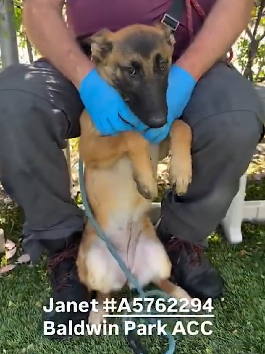 Malimum 🇩🇪 tweet media