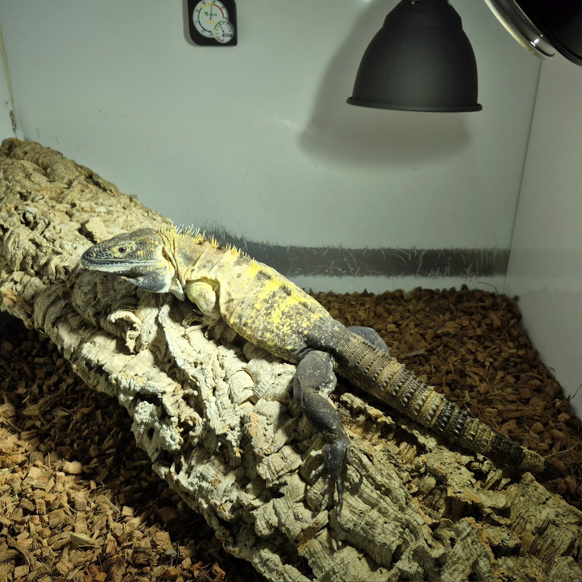 銀パパ tweet media