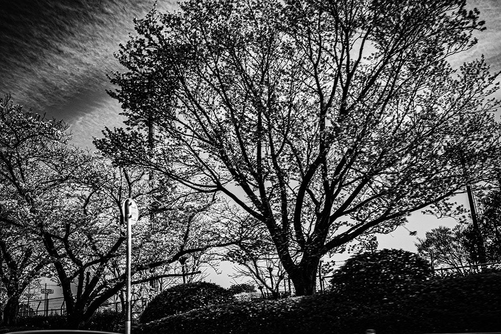NKJ_CameraLife's tweet photo. 散歩写真＿ 
 
Sakura

#iGR3 #snap #monochromethe 

road is life. https://t.co/S1eAHwA8ZU
