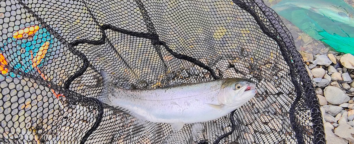 ちびっ子STAFF 蹴太 tweet media