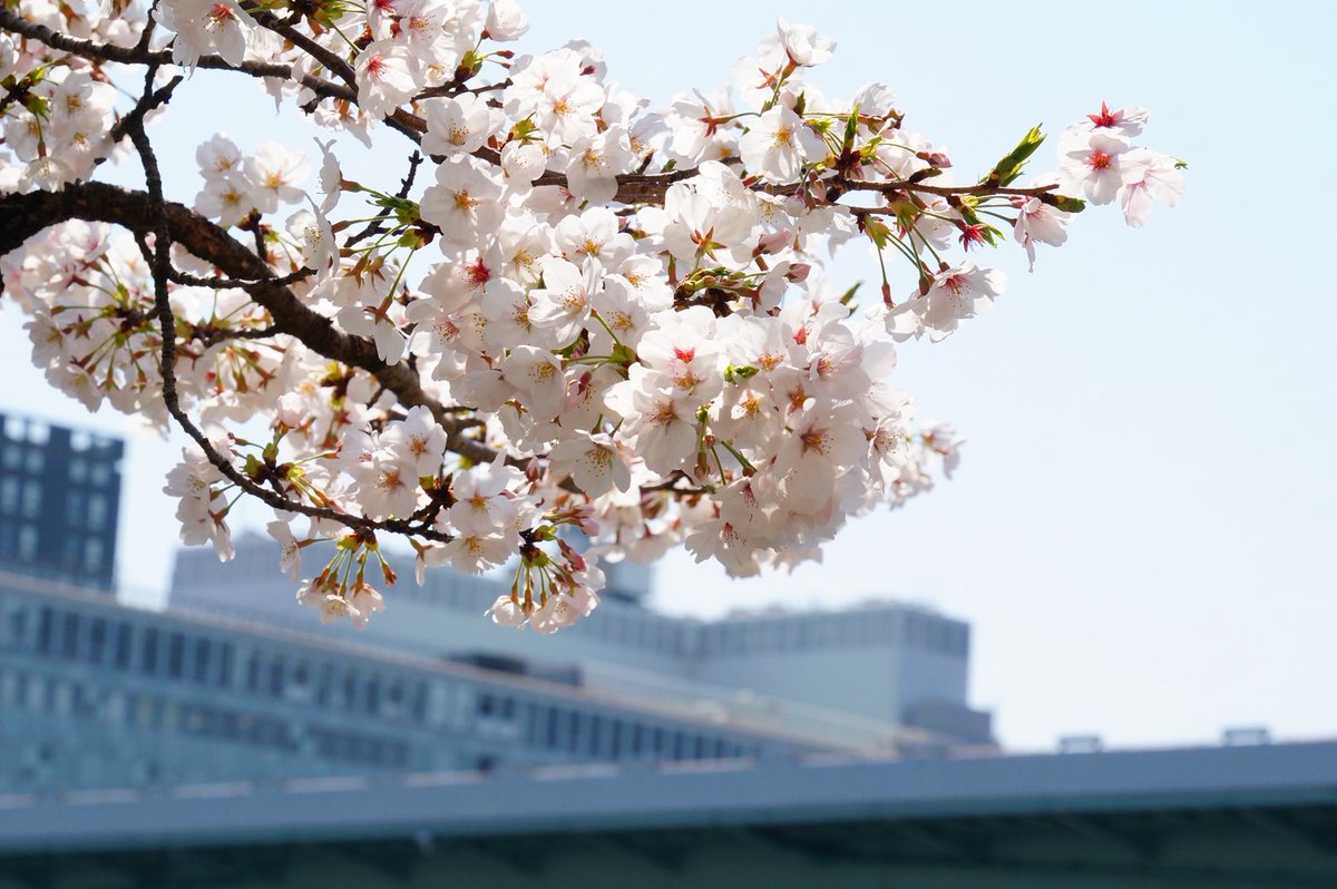 RYOKUCHA_OK's tweet photo. 大阪市天満橋近辺で桜を撮ってきました。今年中古で買ったカメラを試しながらです。
まだまだ初心者🔰
#カメラ初心者
#写真好き
#天満橋
#京阪シティモール
#桜
#お花見 https://t.co/PjWppK5aGg