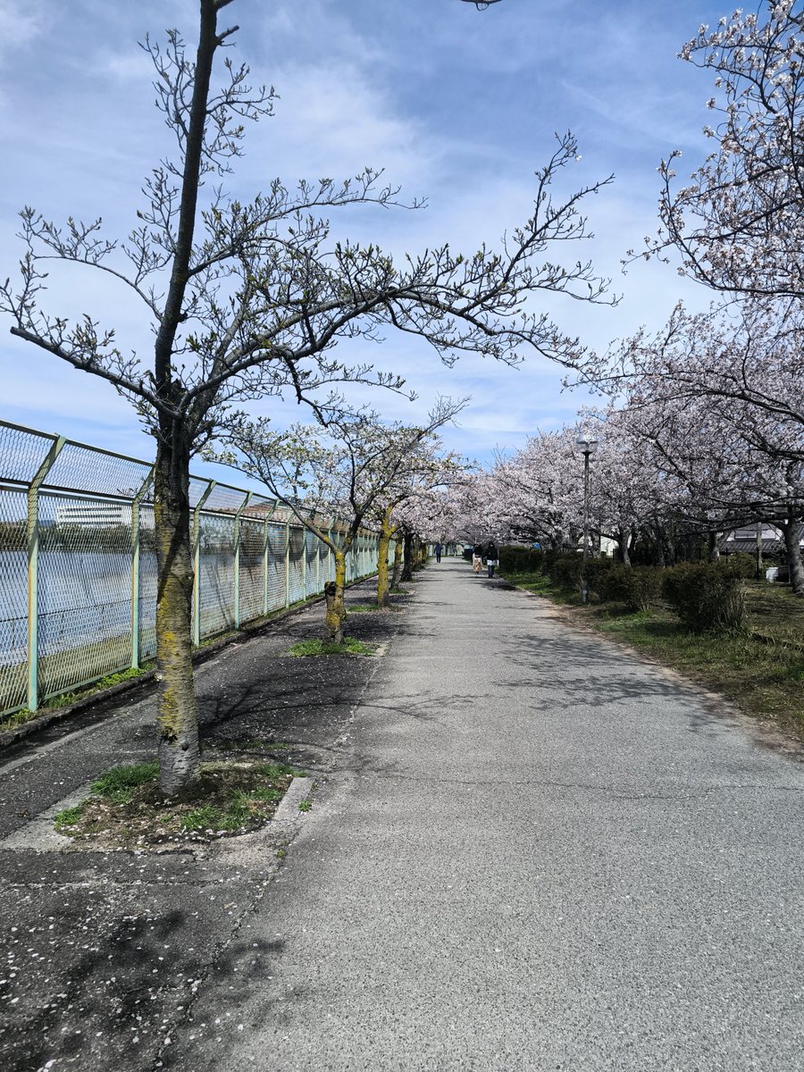 NochocoNolife's tweet photo. お花見RUN🌸 https://t.co/k0s8q0KVBZ