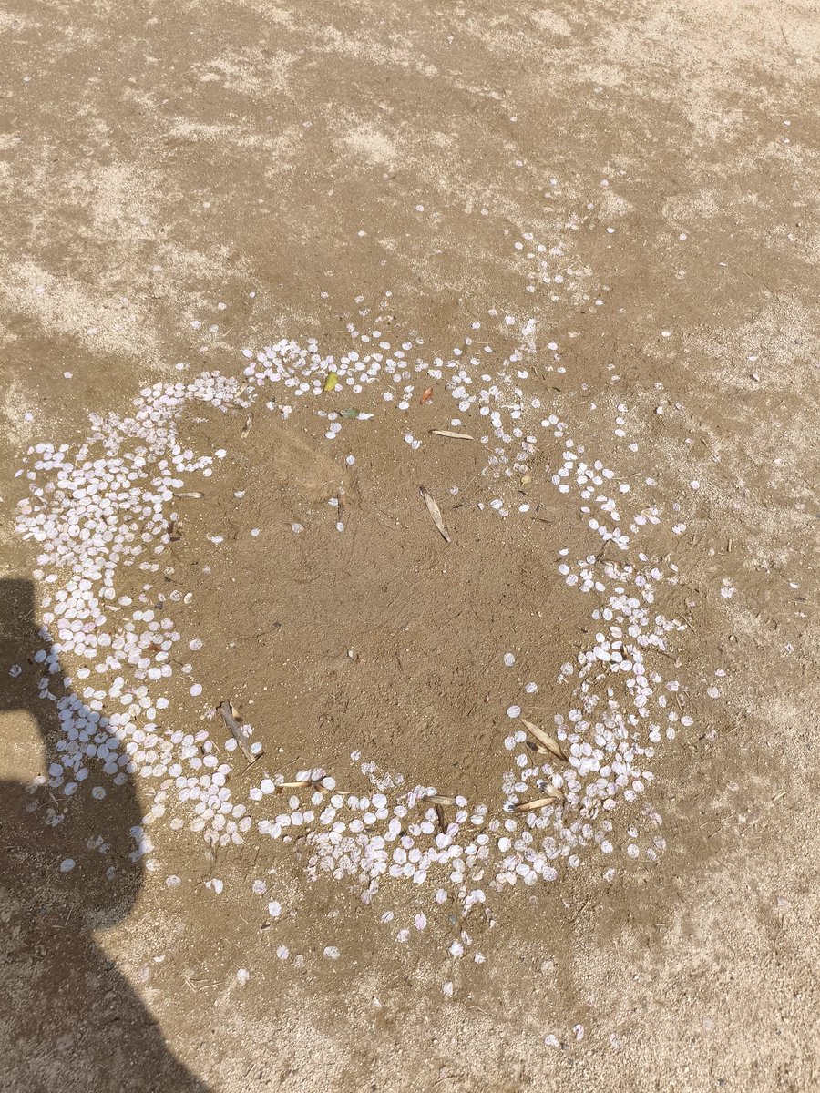 🌺🦝ルイパパ🦝🌺 tweet media