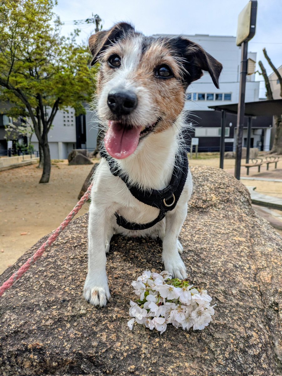 複雑奇怪な浪速っ子 tweet media