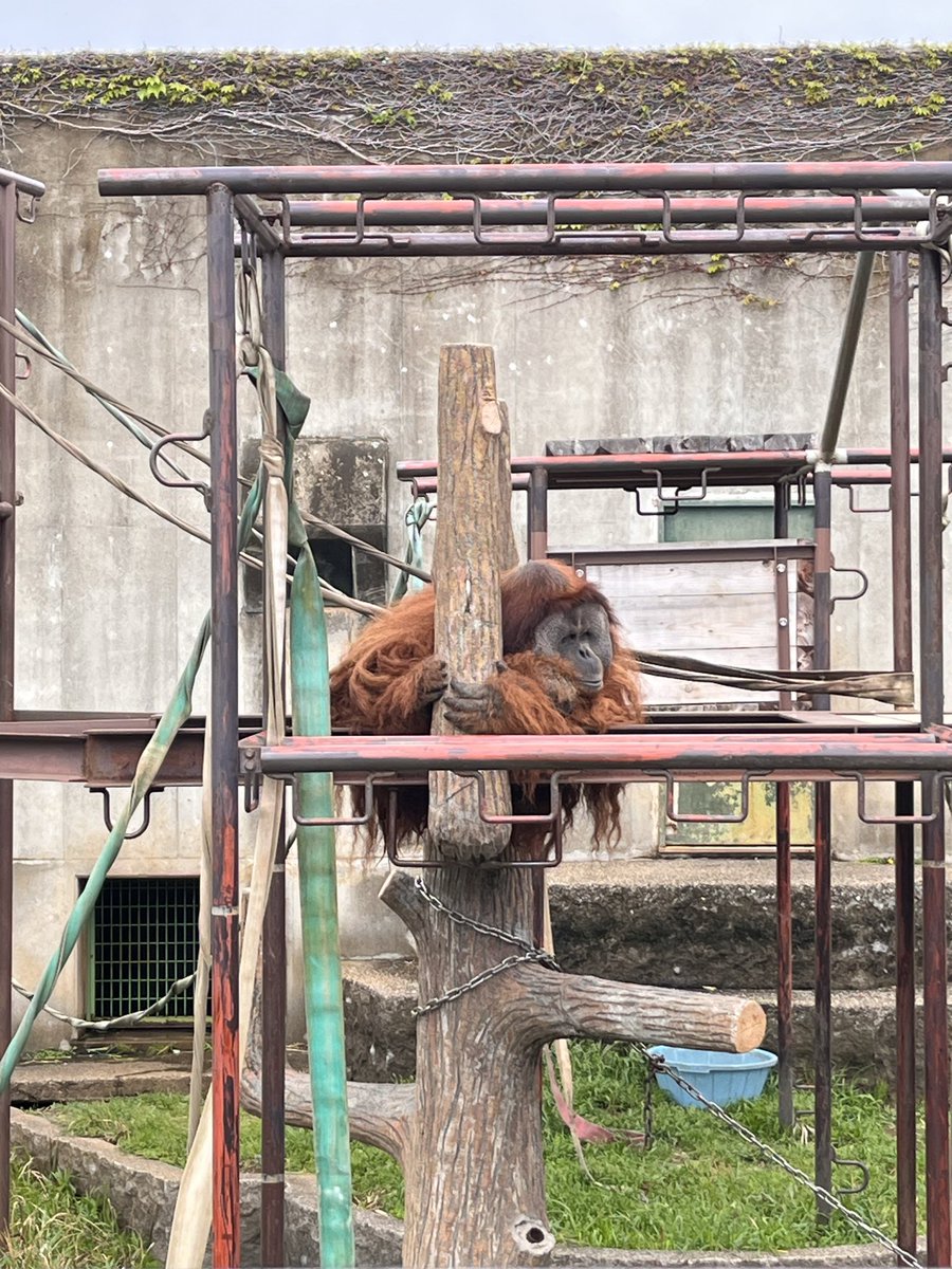 かんしゃくもちのゴッホ/gohho(slow) tweet media