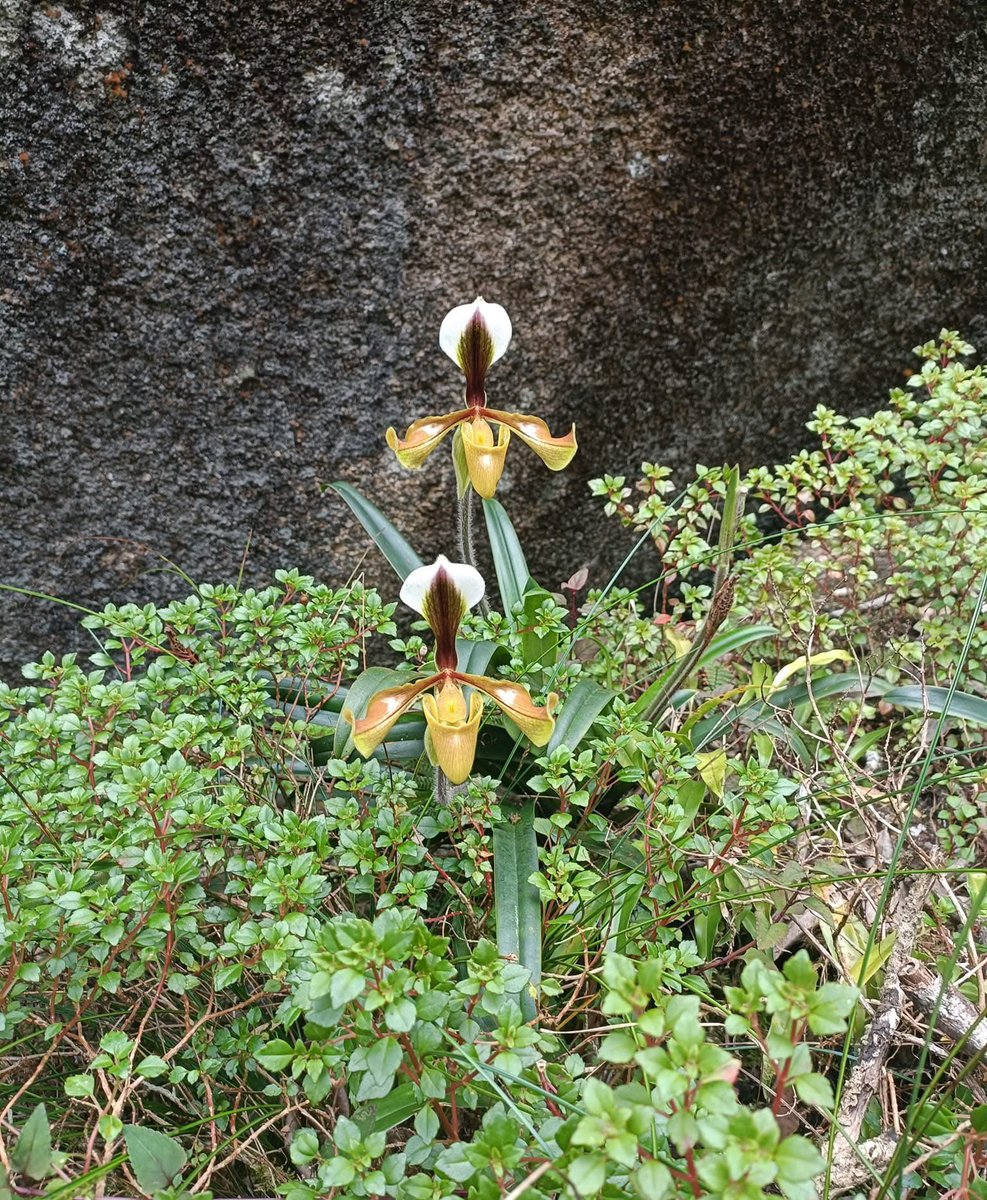 Cong Phan tweet media