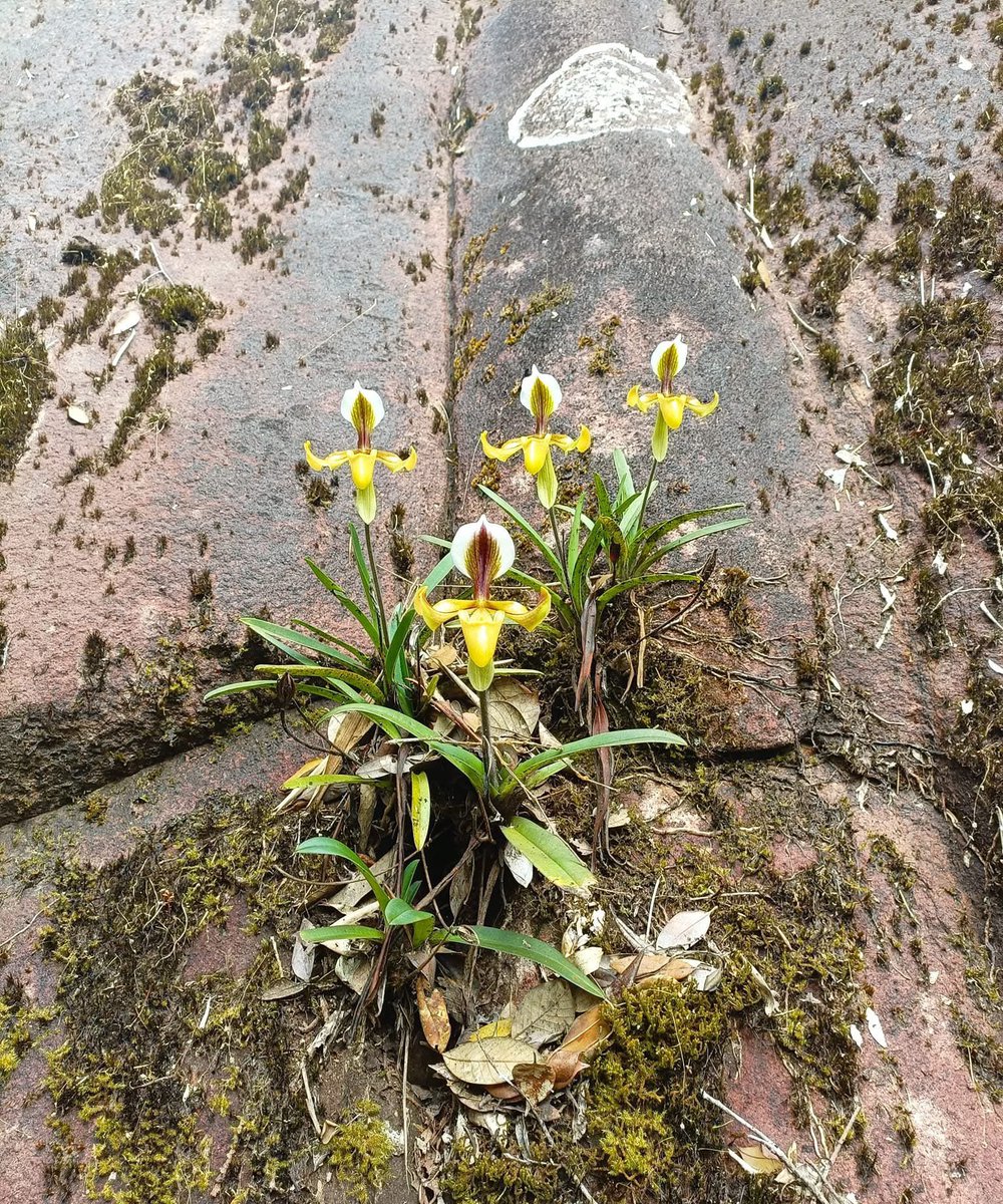 Cong Phan tweet media