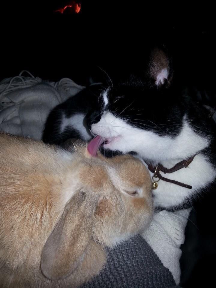 thepopularanimals tweet media