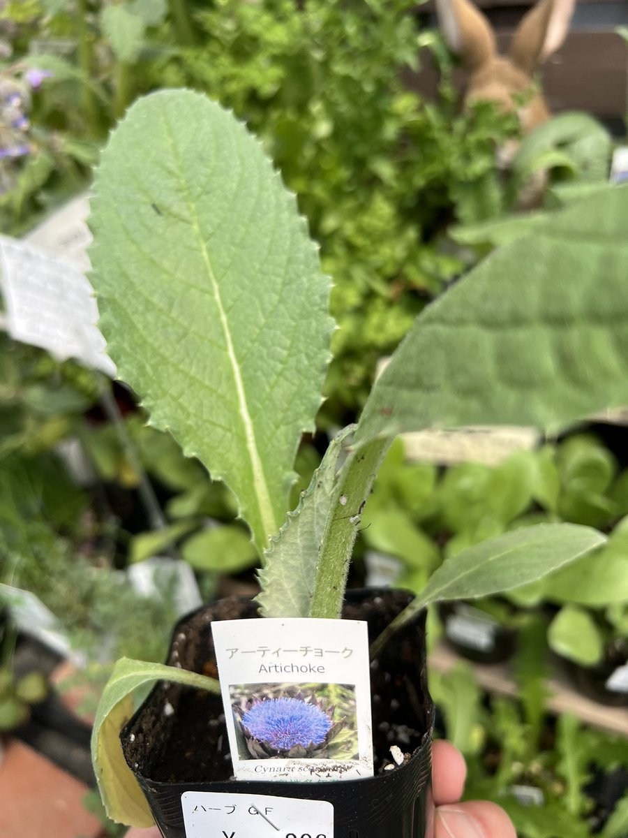 Ryosuke Yamaguchi tweet media