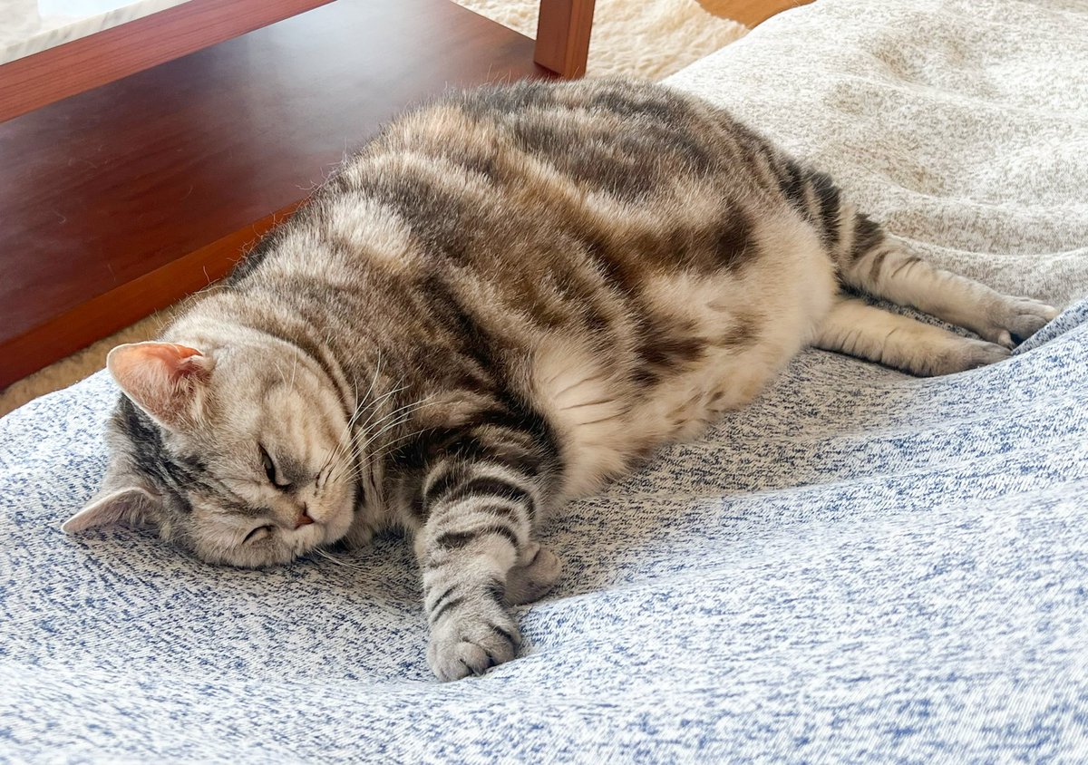 レアレア tweet media