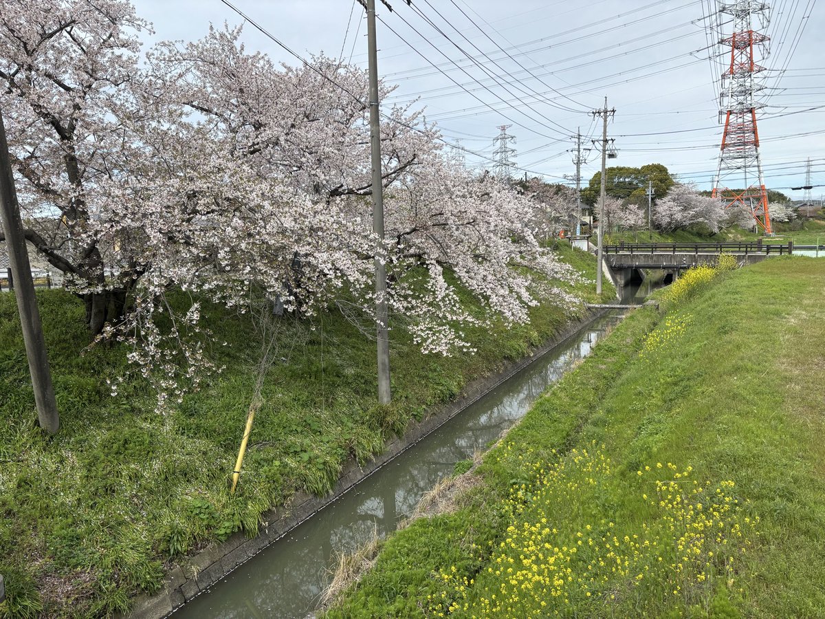 Matango®︎(マタンゴ) tweet media