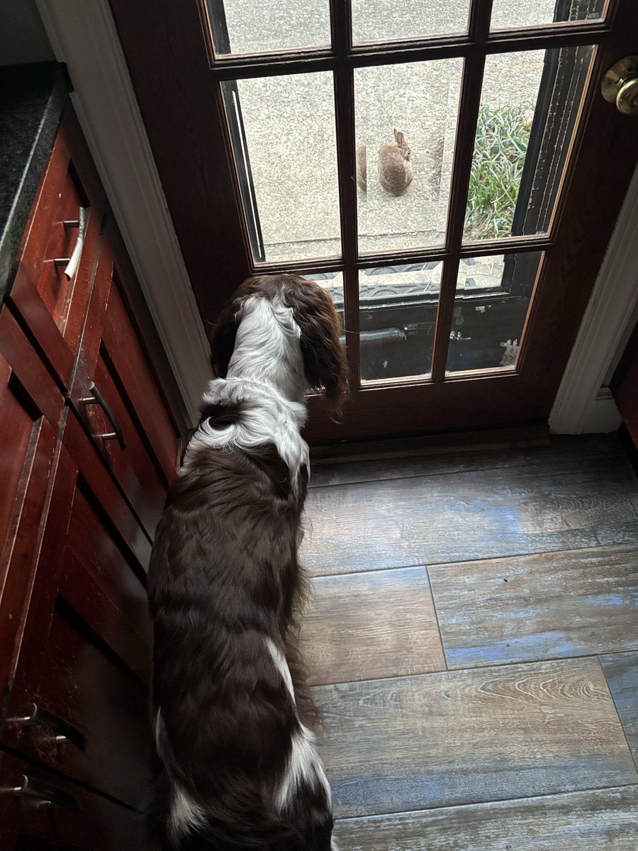 SL_Abernathy's tweet photo. The rabbit was just taunting him! Right outside the kitchen door, hanging out, cleaning itself. 
Clouseau was mesmerized. https://t.co/afaS1g7gy7