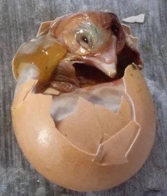 Pat sparr tweet media