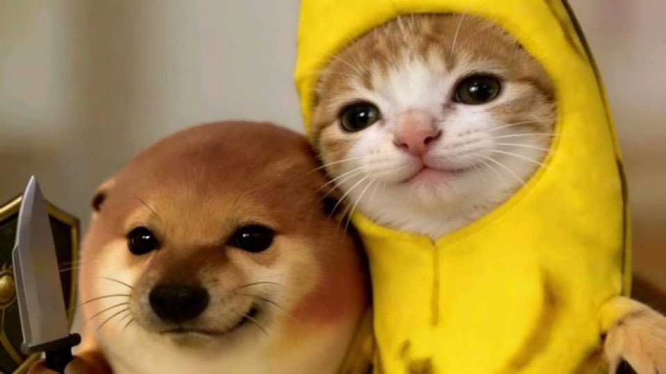 SharterOnSol's tweet photo. A good mental test when buying a 'beta' coin to something established is if it feels like a beta/vamp or more like a companion coin. Banana cat bibilabu feels like a companion coin to me after seeing it everywhere with the dog in a ton of posts that have nothing to do with crypto https://t.co/bi99GnxwxM