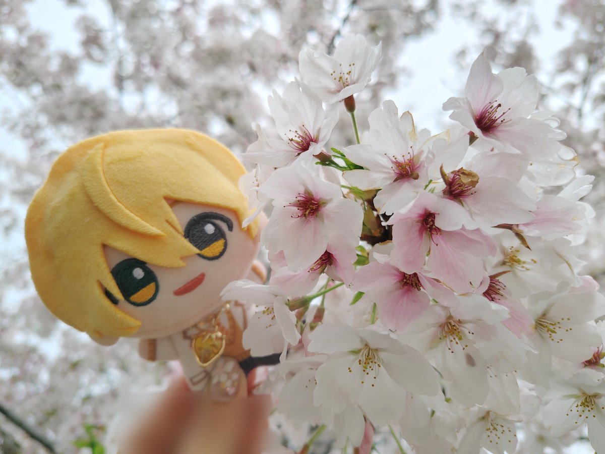 あいぴぴ🌸 tweet media