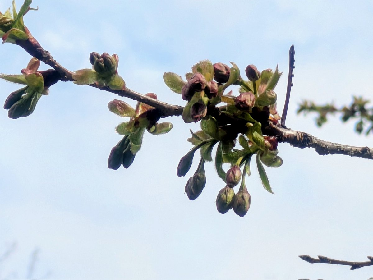 枝垂れ桜が見頃になりました。
御衣黄桜も蕾を付け始めました。