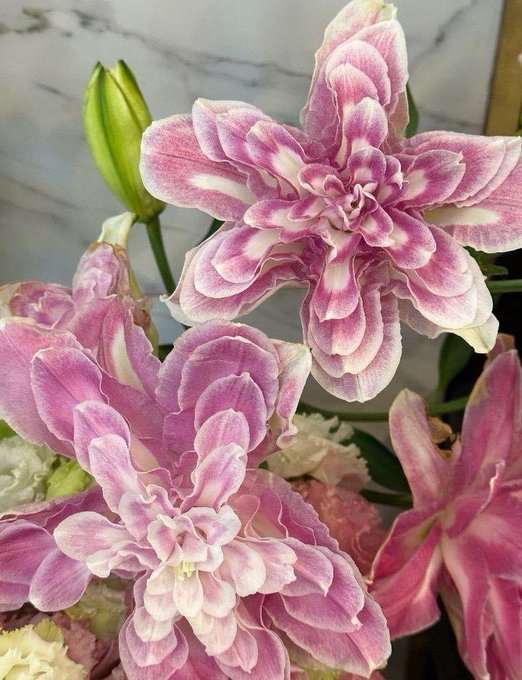 B ☆ ♡ tweet media