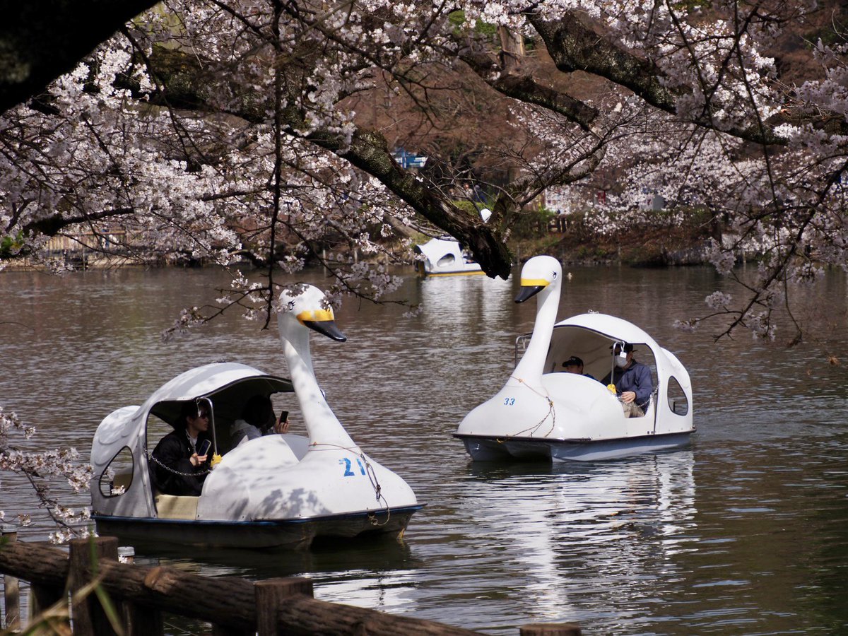 ロプロス tweet media