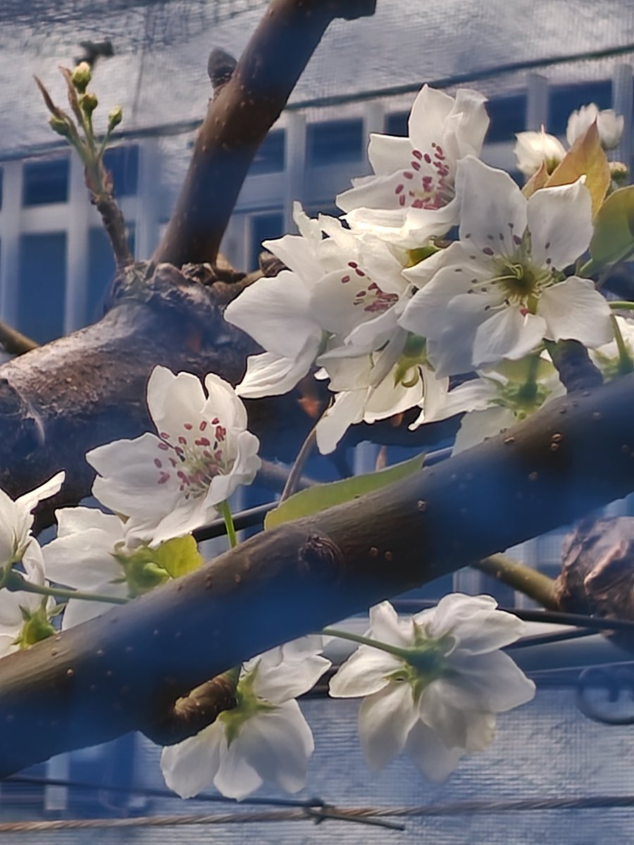 鏡香@池a!4/4🟣5🟡🍈 tweet media