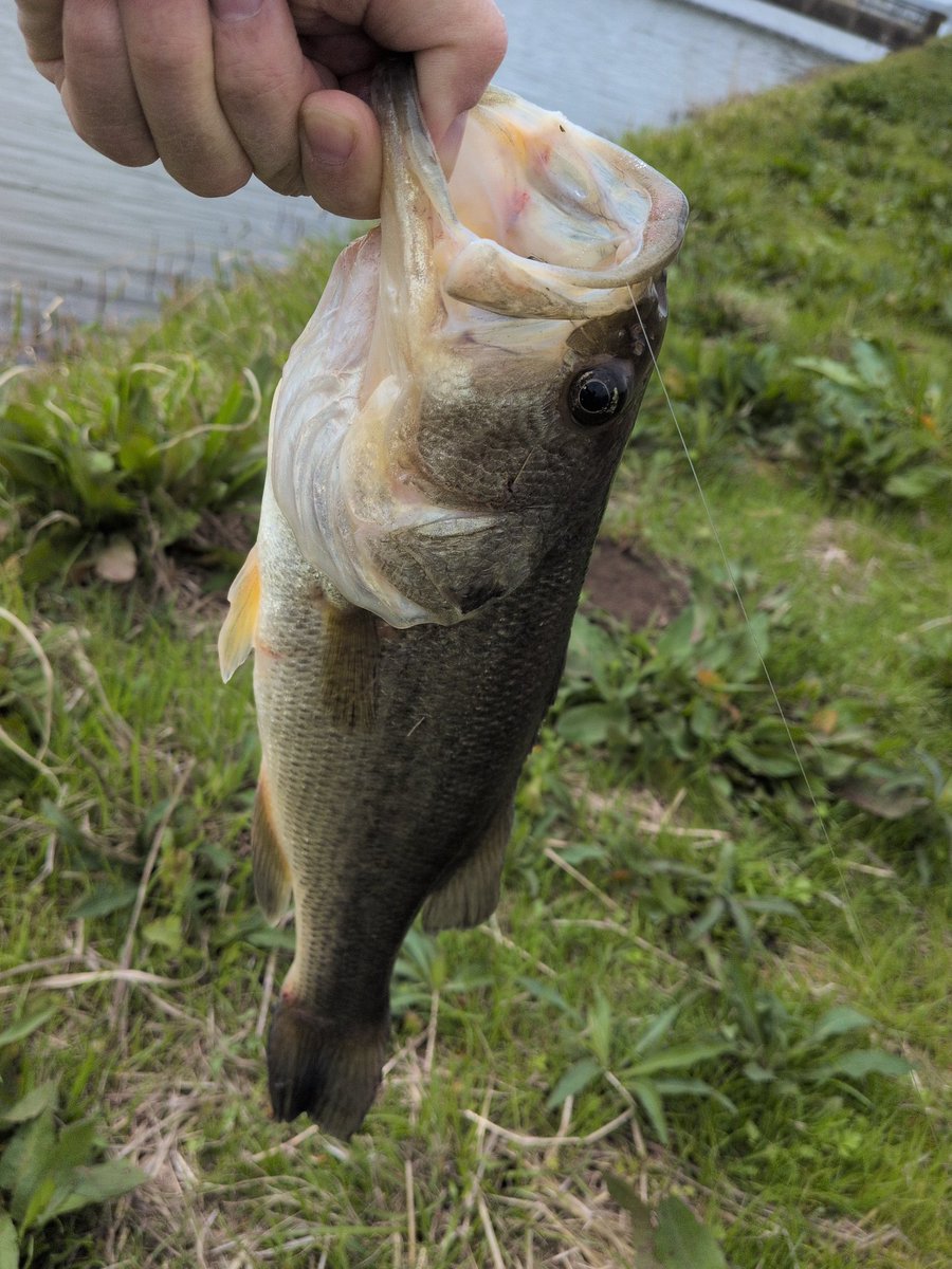 hiro19699691's tweet photo. 今年初の霞釣行🚙🎣
何とか初バス釣れました🙌
カバーシュリンプ丸呑み https://t.co/aTOuI7wBQ8