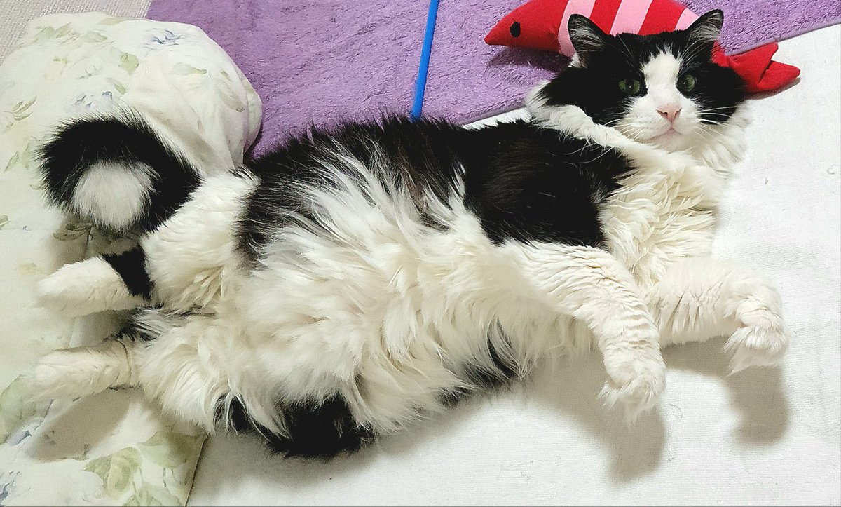 サイマック😊 tweet media