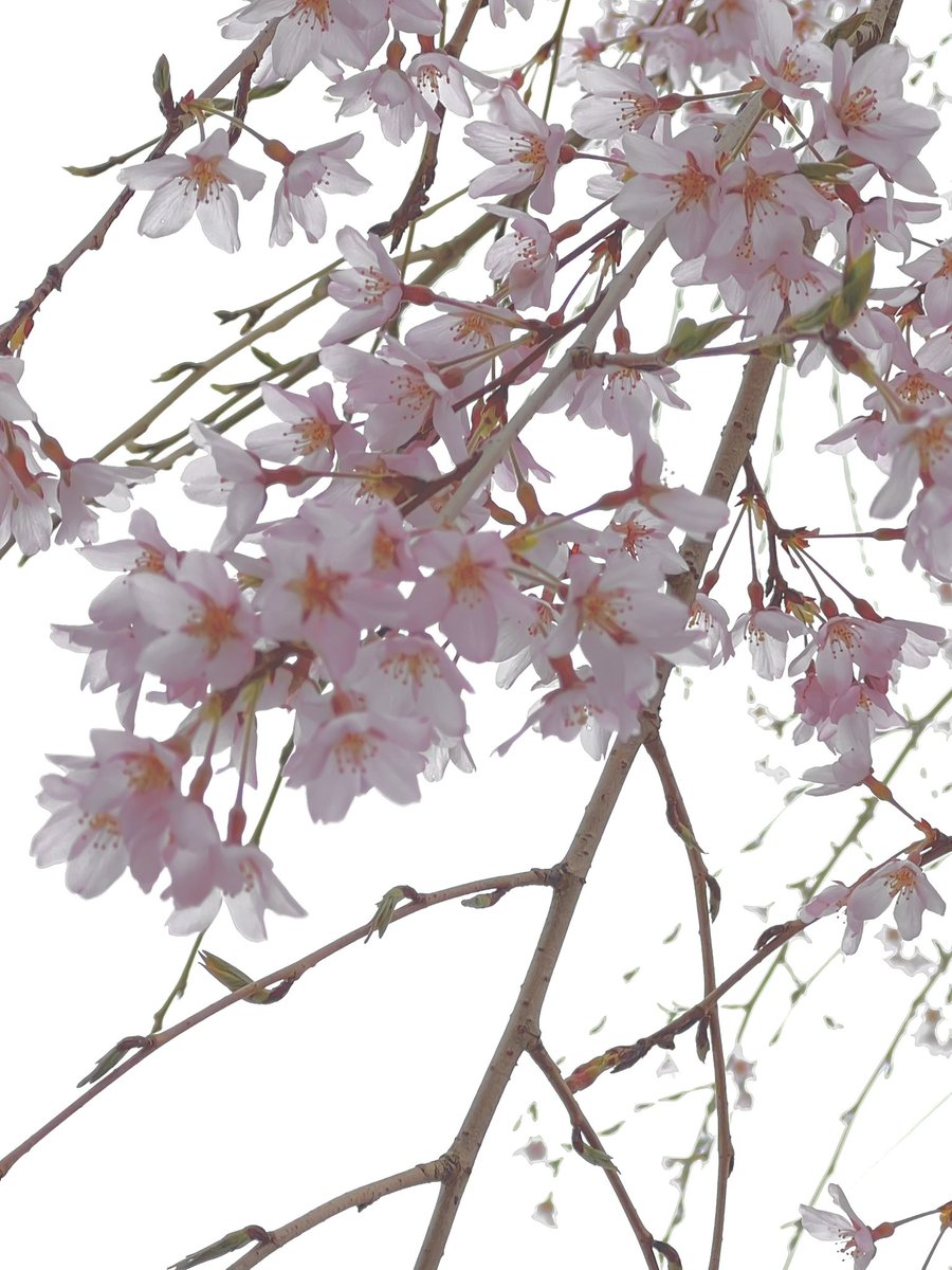 黒猫ノア🐈⬛ tweet media