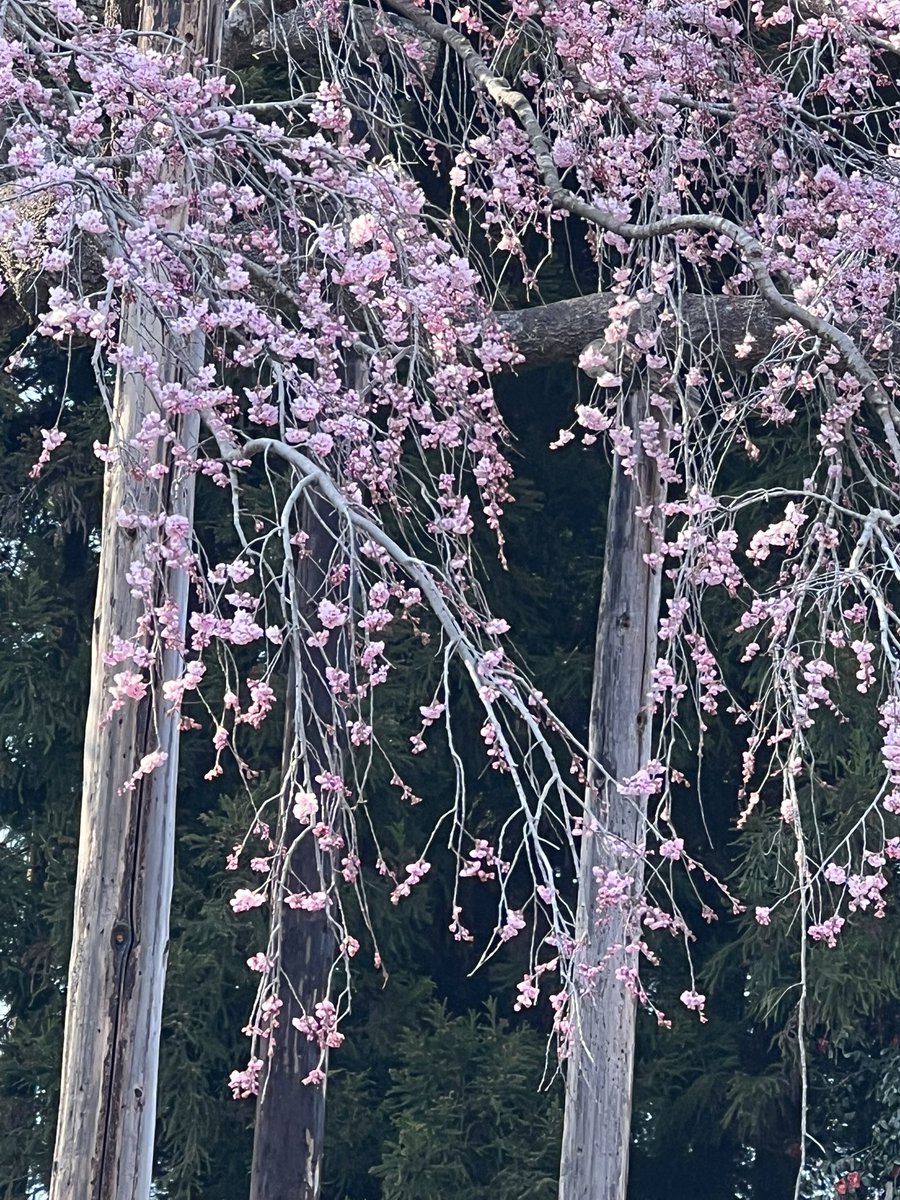 黒猫ノア🐈⬛ tweet media