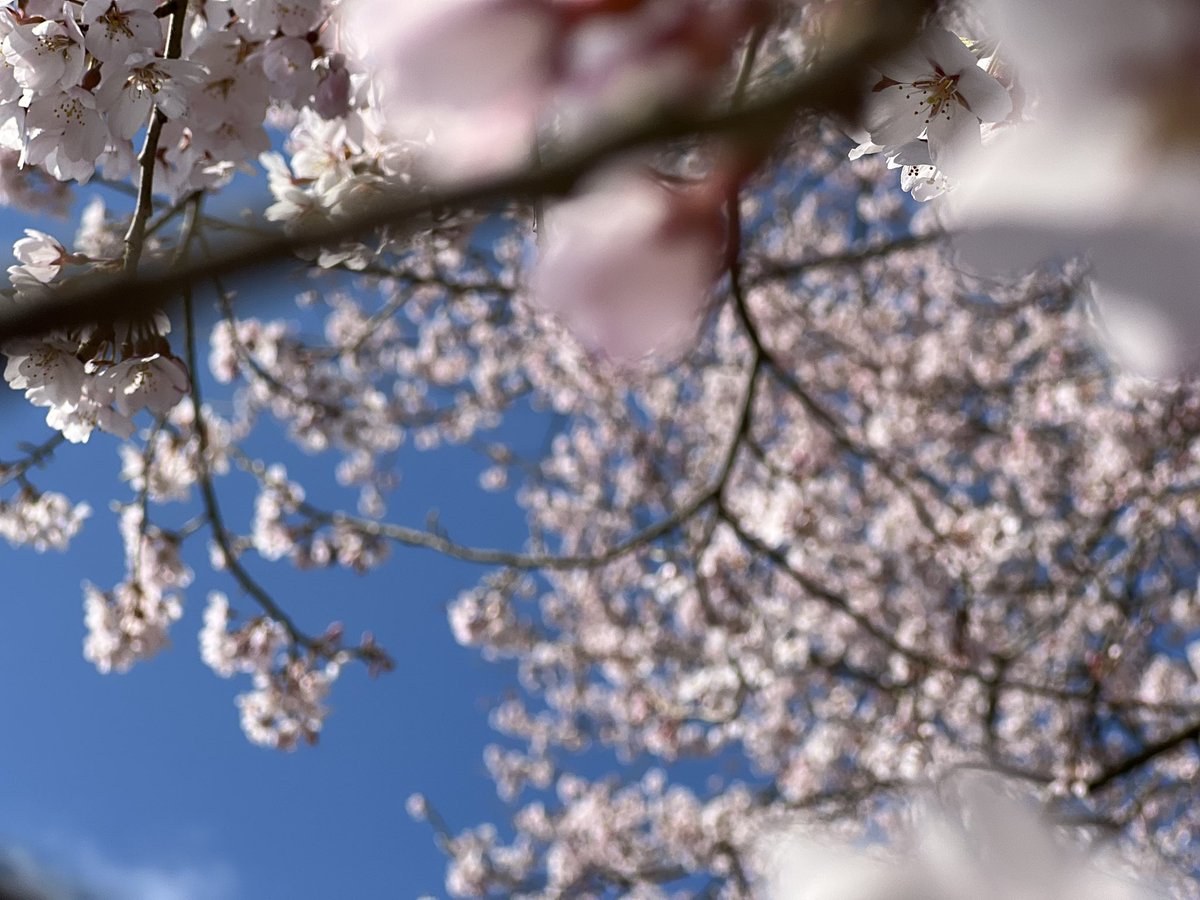 黒猫ノア🐈⬛ tweet media