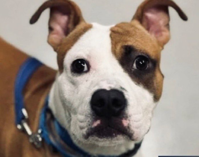 Moishe's Mom tweet media