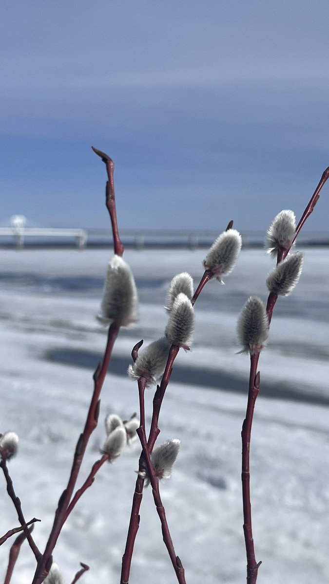 Люблю весной гулять по берегу Зеи, лед так красиво пластами расходится, распадаясь на такие длинные осколки! А еще там можно нарвать вербу!