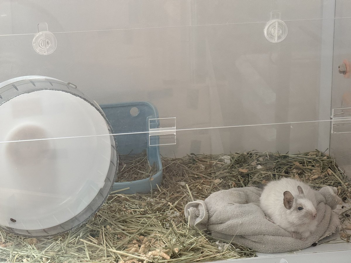 yu_degus's tweet photo. 6年経ってもイイネもらえる事もあり、嬉しい限り☺️
アダルトになってからはセリアのタオルだと小さくなってしまったので、カインズのタオルを使ってます*⸌☻ັ⸍*
これもふわふわだけど、爪が引っかからずおすすめです✨ https://t.co/4FJNx6S4Xd