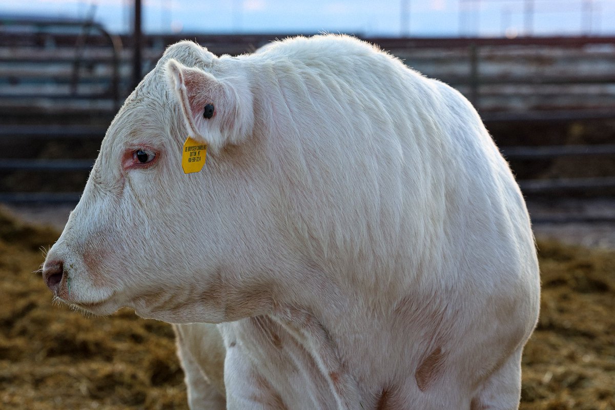 DeBruycker Charolais tweet media