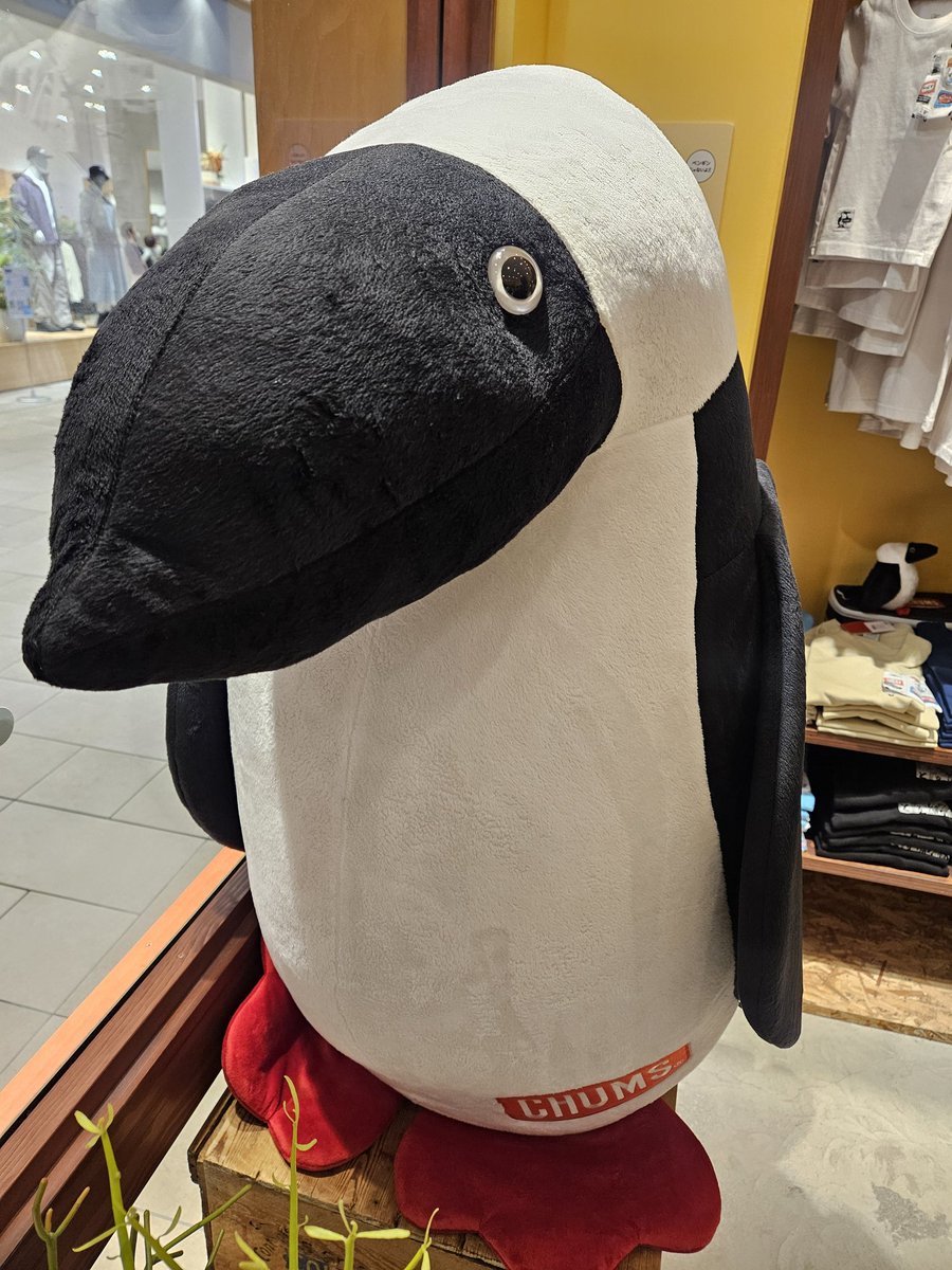 せーや tweet media