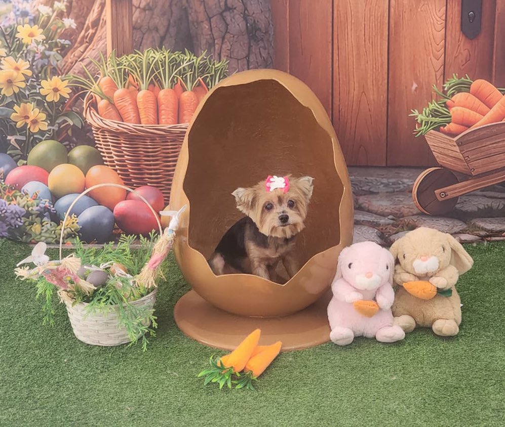 keeryverse's tweet image. my daughter today she’s easter #ready