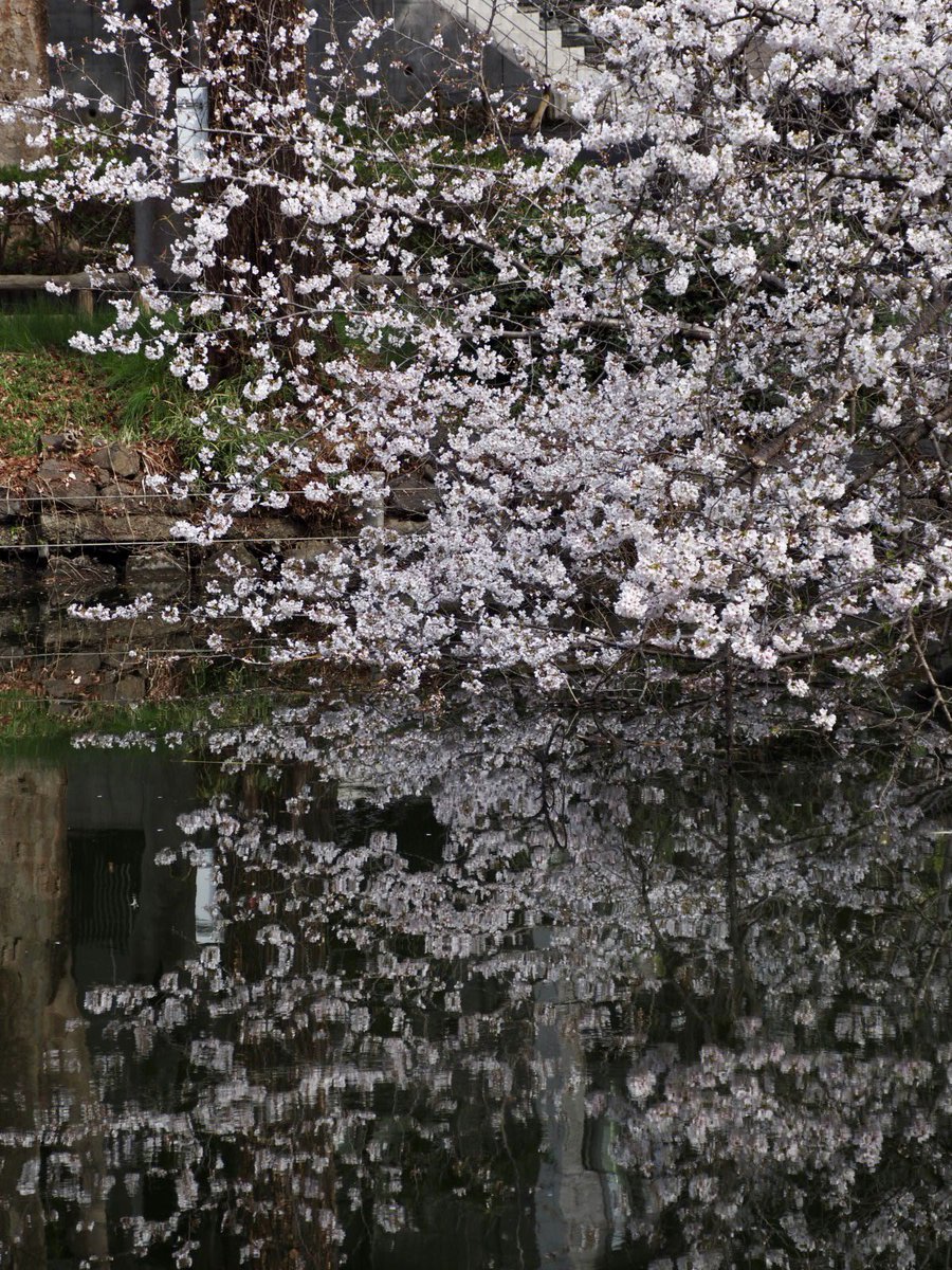 ロプロス tweet media