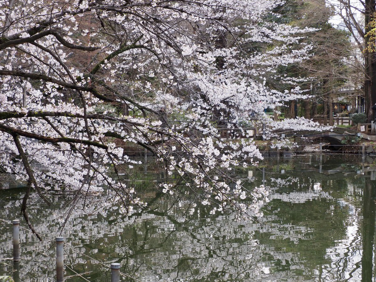 ロプロス tweet media