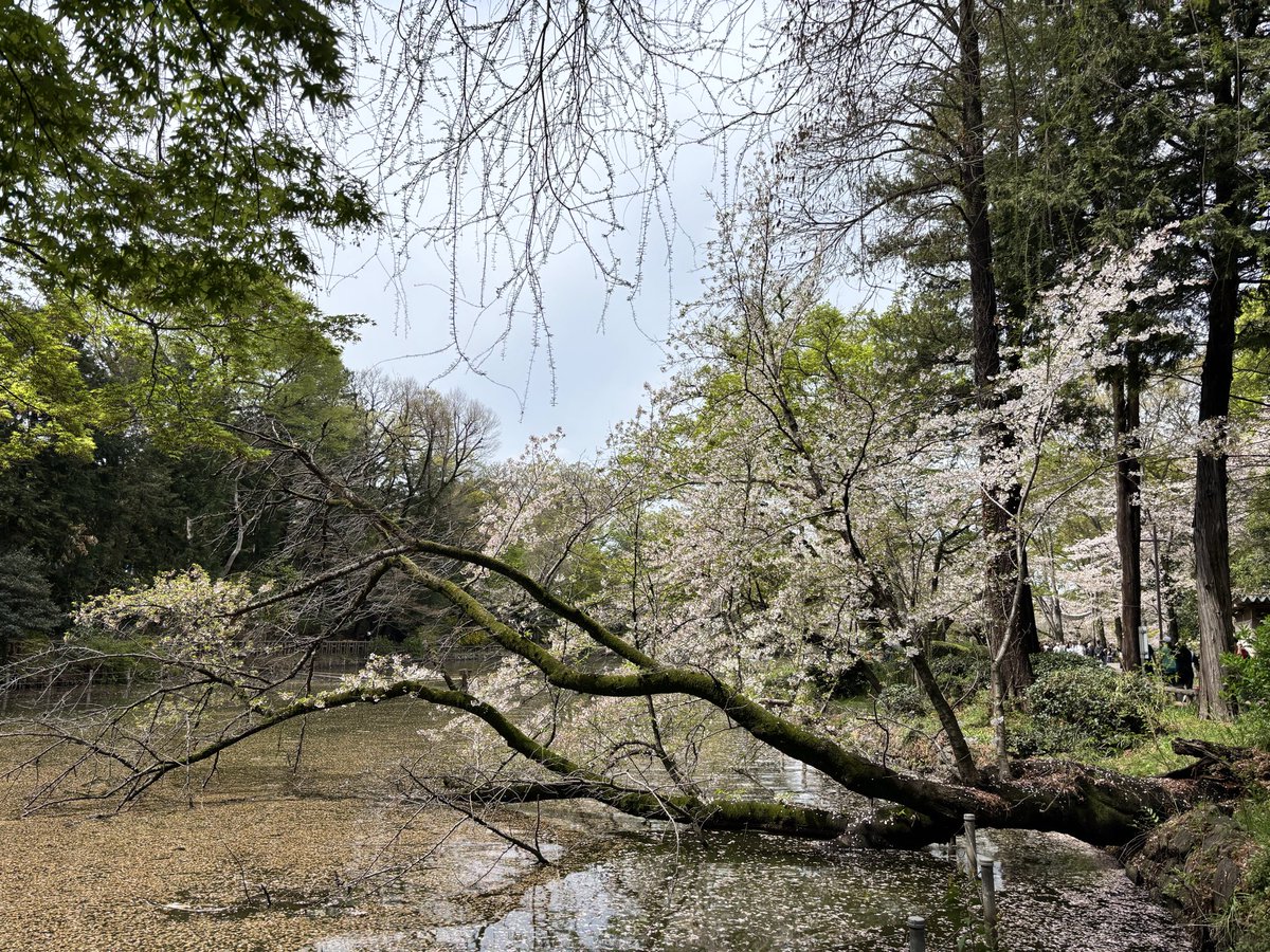会社からの心の卒業「笑顔の複業応援」津田智有 tweet media