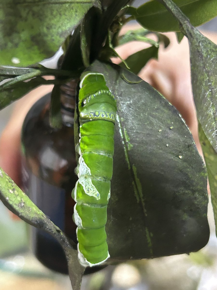 おもちむし tweet media