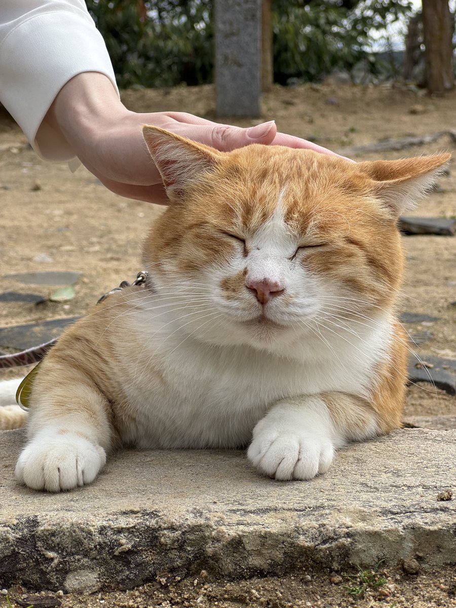 たかちょ🇦🇶 tweet media