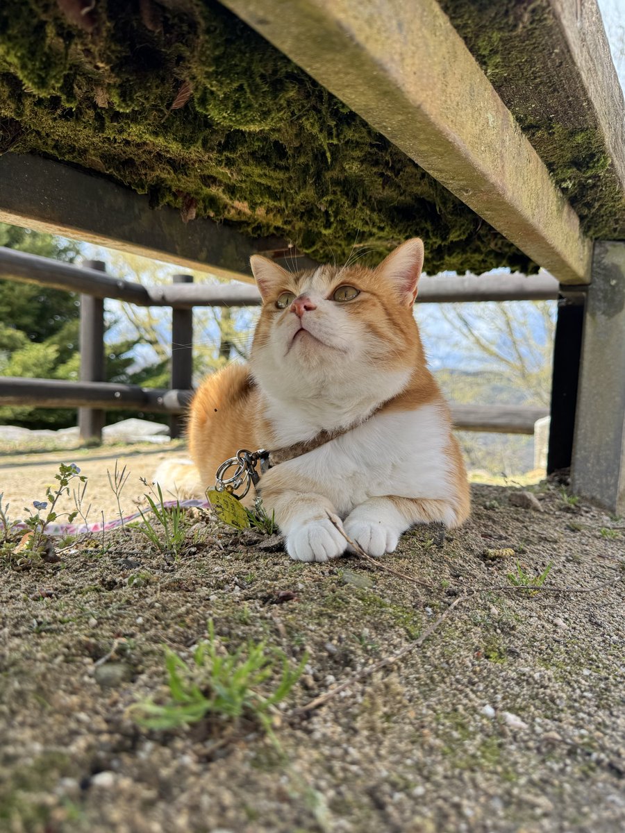 たかちょ🇦🇶 tweet media