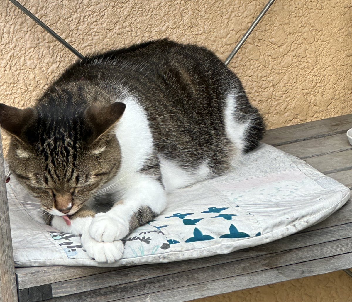 町田@司書・システマ使い・火薬と鋼運営 tweet media