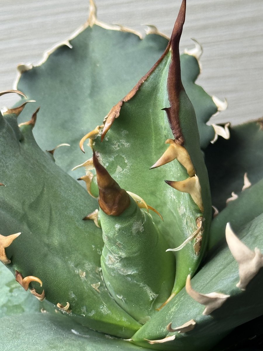Rickykuma's tweet photo. アガベのこの症状なんだか分かる方いませんか？鋸歯がボロボロになって無くなりました。
#アガベ　#オテロイ https://t.co/UhdQthfRzk
