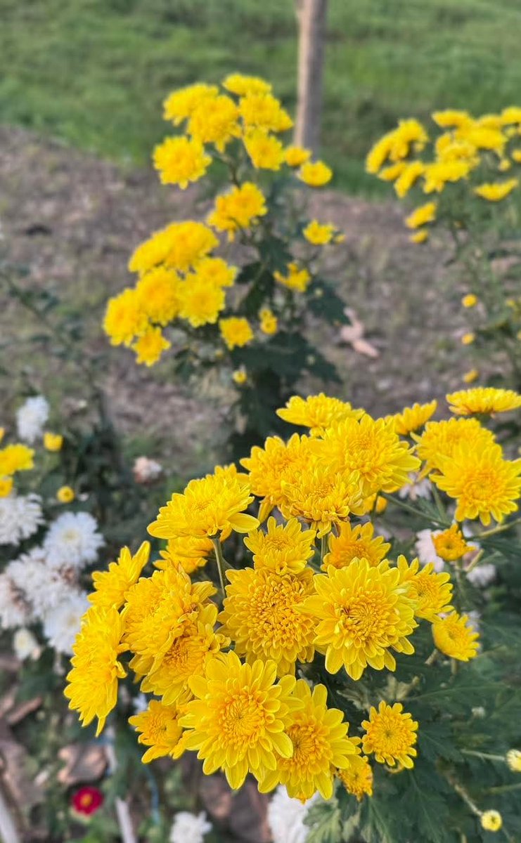 ιτ'ѕ נαииατн 🧑🦰 tweet media