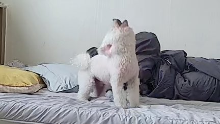 강보ㄹ| tweet media