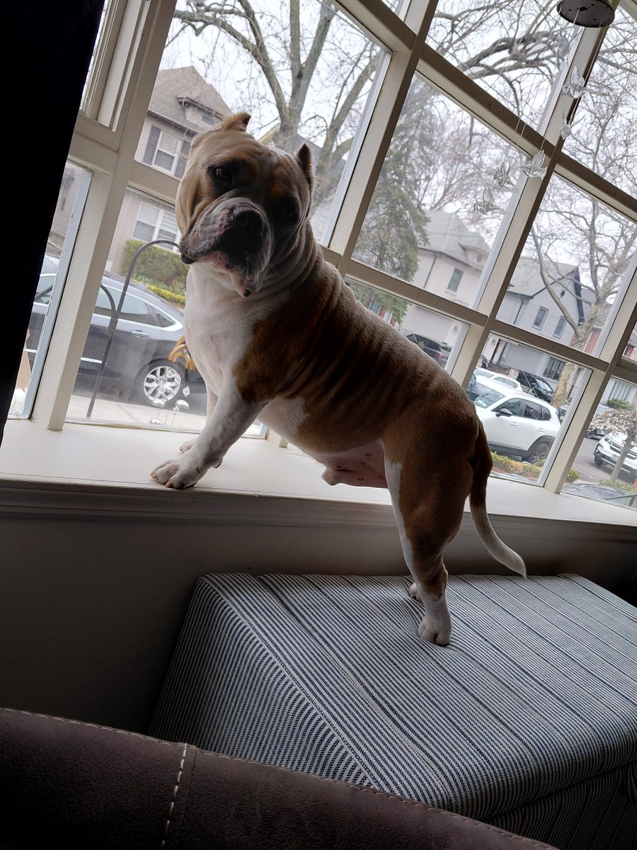 Susan Angelica tweet media