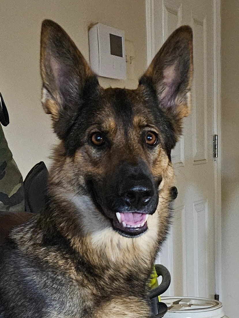 Chris Bear tweet media