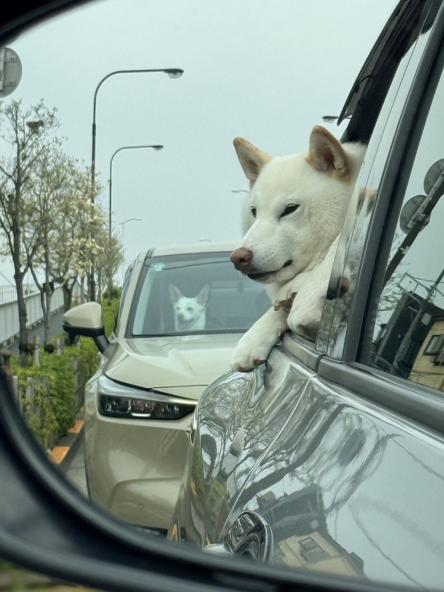 チョビ tweet media