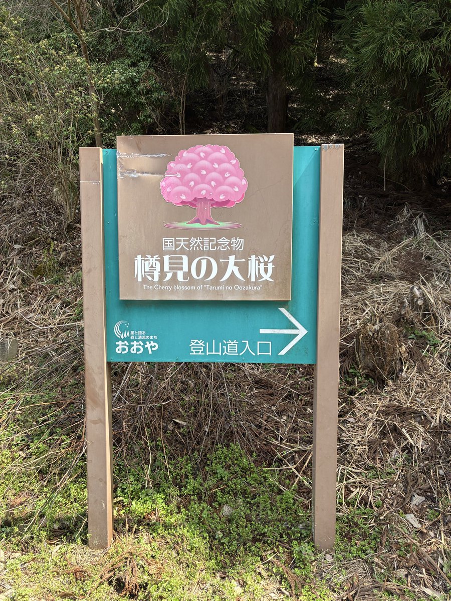 FactryD's tweet photo. ybさんで山登り花見 https://t.co/bGcsxRdiUu