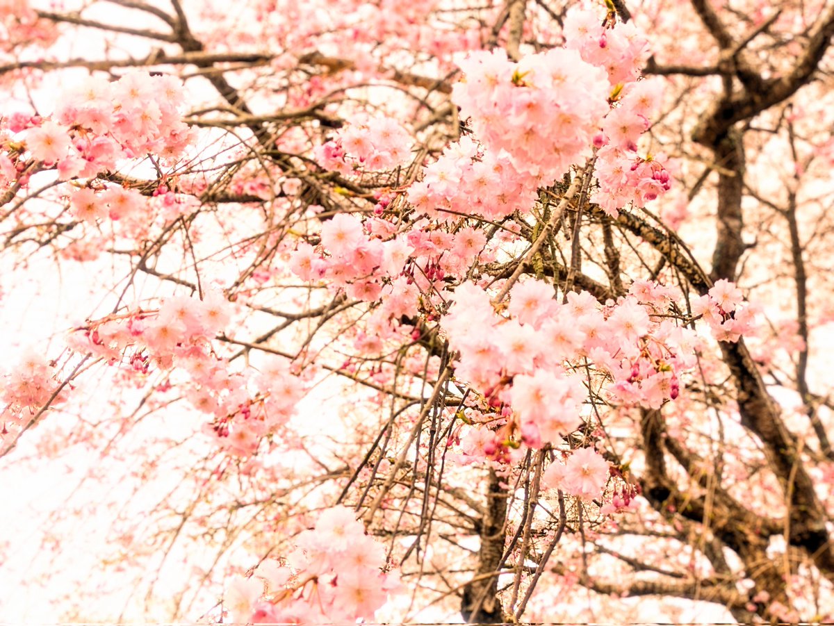 Gingitsune29's tweet photo. 斐伊川桜並木の側にある桜と枝垂れ桜

#Pixel8a #絶景巡り #キリトリノセカイ #斐伊川 #桜巡り https://t.co/rkSjZYFZfB